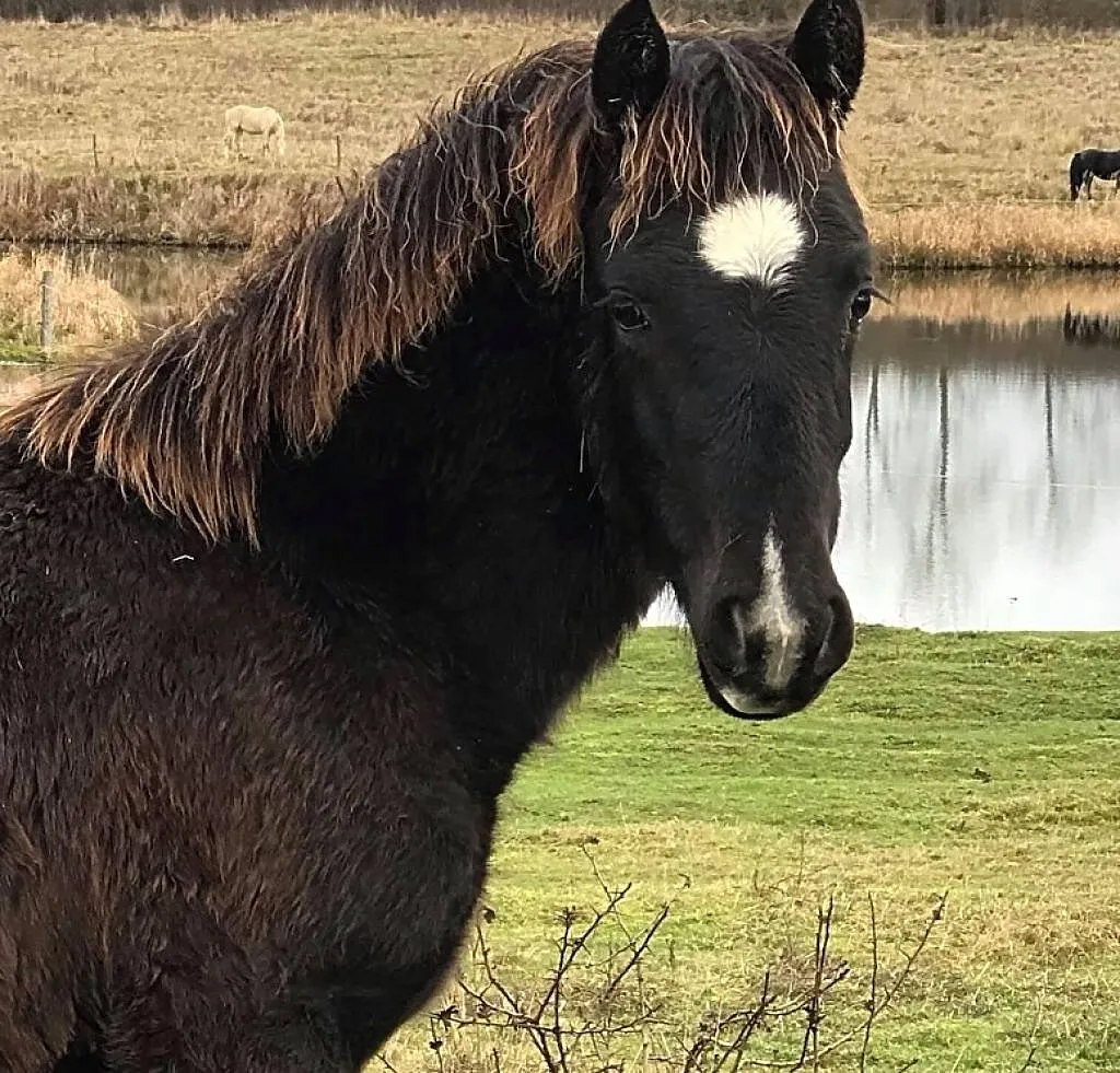 Klaczka kuc walijski Welsh Pony of Cob Type, ,