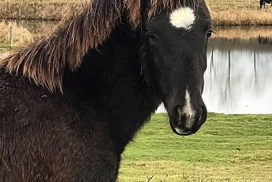Klaczka kuc walijski Welsh Pony of Cob Type, , 