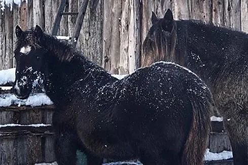 Klaczka kuc walijski Welsh Pony of Cob Type, , 