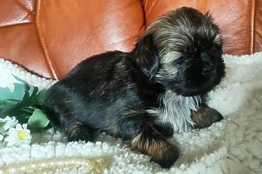 Shih tzu FCI domowa hodowla, Dolnośląskie, Wałbrzych