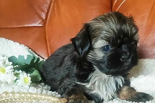 Shih tzu FCI domowa hodowla, Dolnośląskie, Wałbrzych