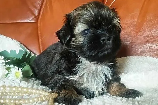 Shih tzu FCI domowa hodowla, Dolnośląskie, Wałbrzych