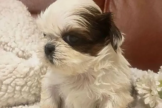 Shih tzu FCI domowa hodowla, Dolnośląskie, Wałbrzych