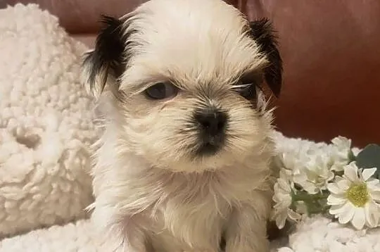 Shih tzu FCI domowa hodowla, Dolnośląskie, Wałbrzych