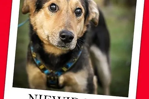 Niewidomy,łagodny pies CIAPUL,uratowany w ostatniej chwili.PILNE!,  mazowieckie Warszawa
