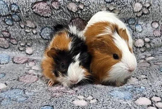 Świnki morskie samiczki cavia domowa
