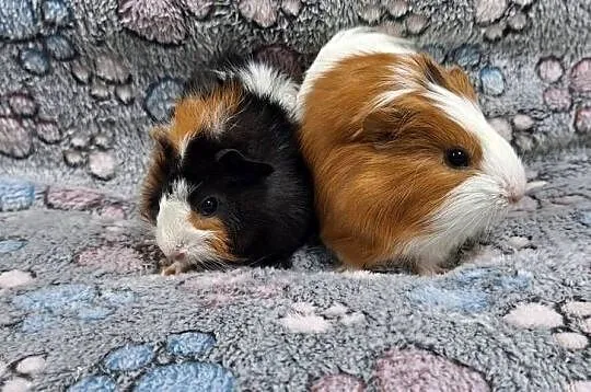 Świnki morskie samiczki cavia domowa, Mazowieckie, Wołomin
