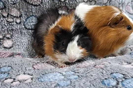 Świnki morskie samiczki cavia domowa, Mazowieckie, Wołomin