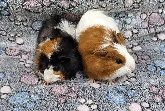 Świnki morskie samiczki cavia domowa, Mazowieckie, Wołomin