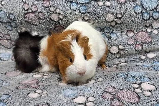Świnki morskie samiczki cavia domowa, Mazowieckie, Wołomin