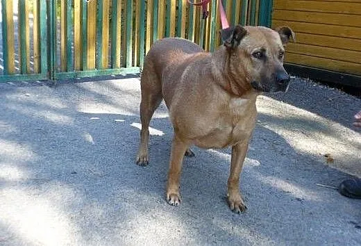Piękna Elabi czeka na dom w schronisku już 7 lat!,