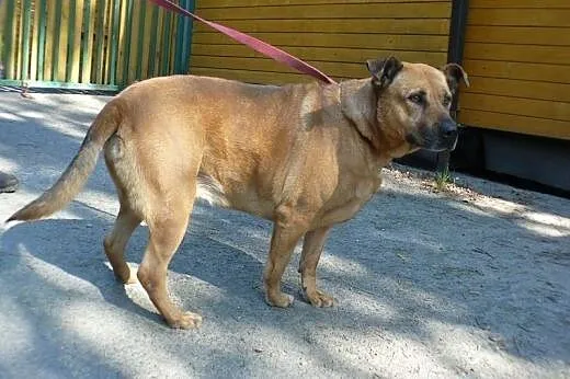 Piękna Elabi czeka na dom w schronisku już 7 lat!,