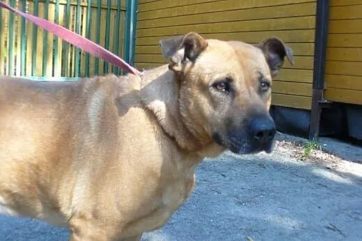 Piękna Elabi czeka na dom w schronisku już 7 lat!,