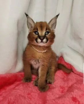 Savannah F1 , caracal , Serval . Zapowiedz miotu, Małopolskie, Wadowice