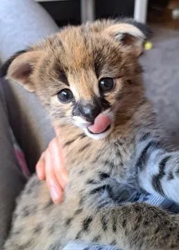 Savannah F1 , caracal , Serval . Zapowiedz miotu, Małopolskie, Wadowice, , Warszawa