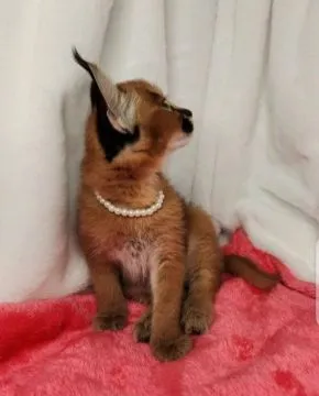 Savannah F1 , caracal , Serval . Zapowiedz miotu, Małopolskie, Wadowice, , Warszawa