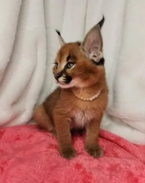 Savannah F1 , caracal , Serval . Zapowiedz miotu, Małopolskie, Wadowice, , Warszawa