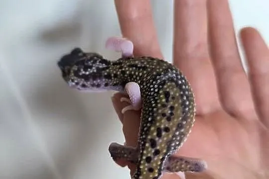 Eublefar lamparci