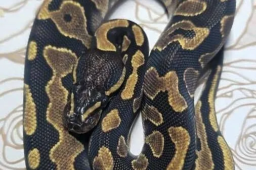 Wąż pyton królewski, python regius samica