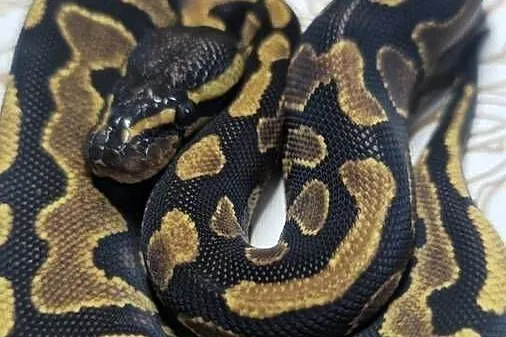 Wąż pyton królewski, python regius samica, Dolnośląskie, Wrocław