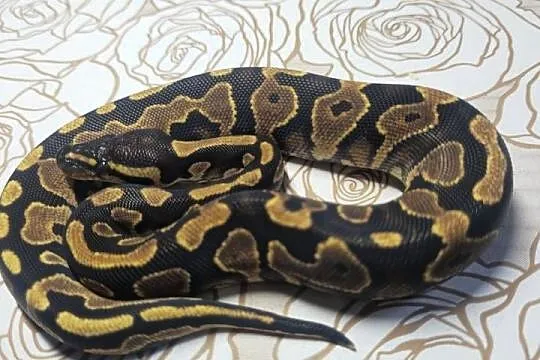 Wąż pyton królewski, python regius samica, Dolnośląskie, Wrocław