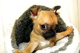 Chihuahua beżowy piesek Leon do rezerwacji