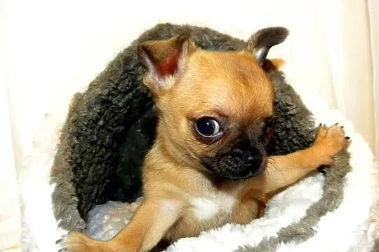 Chihuahua beżowy piesek Leon do rezerwacji