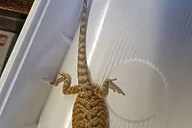 Agama Brodata Red  - Sklep Zoologiczny