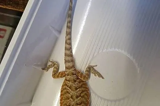 Agama Brodata Red  - Sklep Zoologiczny