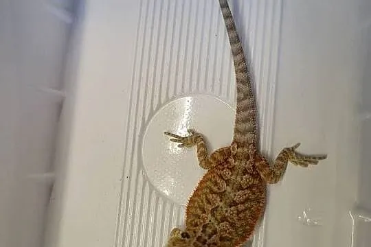 Agama Brodata Red  - Sklep Zoologiczny, Śląskie, Katowice
