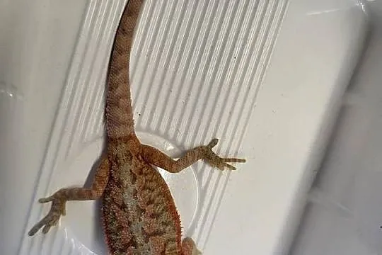 Agama Brodata Red  - Sklep Zoologiczny, Śląskie, Katowice