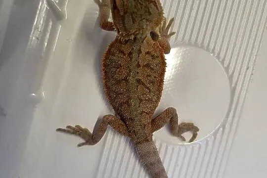 Agama Brodata Red  - Sklep Zoologiczny, Śląskie, Katowice