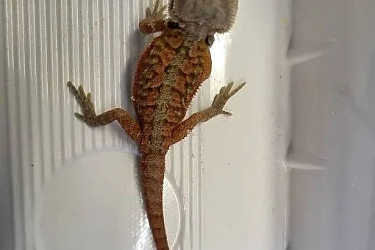 Agama Brodata Red  - Sklep Zoologiczny, Śląskie, Katowice