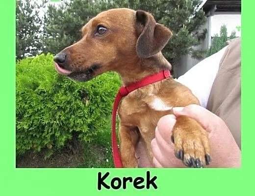 Korek - wesoły roczny chłopczyk szuka domu, dolno