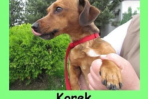 Korek - wesoły roczny chłopczyk szuka domu, dolnośląskie Wrocław