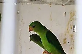 Lora zwisogłowka koroniasta (Loriculus Galgulus)