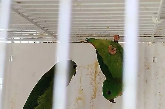 Lora zwisogłowka koroniasta (Loriculus Galgulus), Mazowieckie, Siedlce