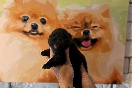 Szpic miniaturowy pomeranian boy