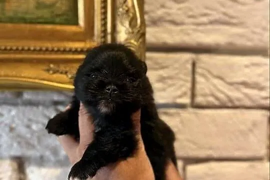 Szpic miniaturowy pomeranian boy, Śląskie, Gliwice