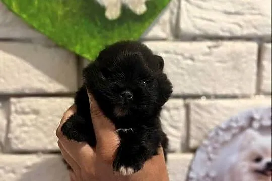 Szpic miniaturowy pomeranian boy, Śląskie, Gliwice