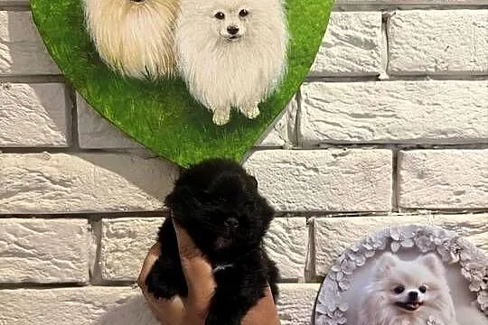 Szpic miniaturowy pomeranian boy, Śląskie, Gliwice