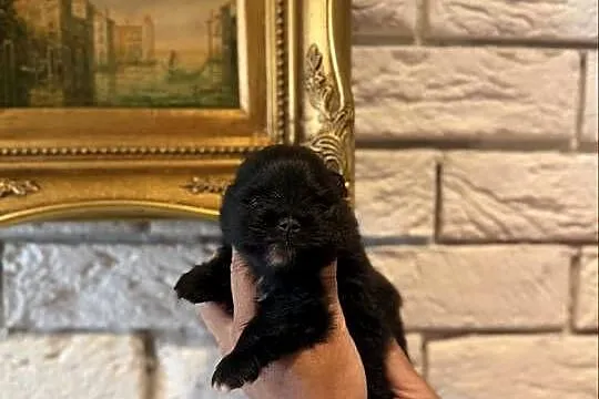 Szpic miniaturowy pomeranian boy, Śląskie, Gliwice