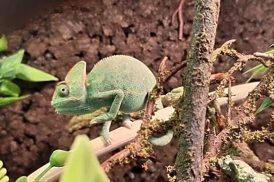 Kameleon jemeński samiec, Mazowieckie, Wołomin
