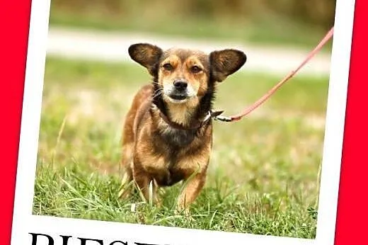 4 kg,mały,grzeczny,spokojny,łagodny piesek WIEWIÓREK.Adopcja,  dolnośląskie Wrocław