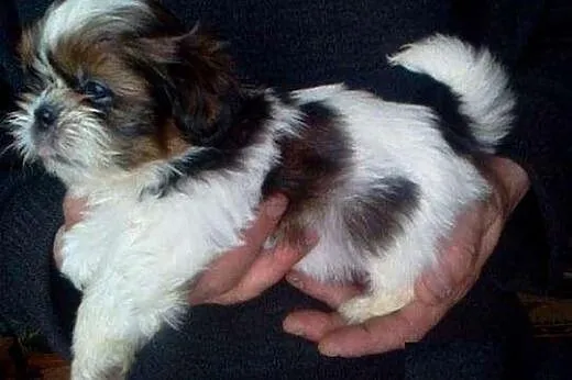 Shih tzu miniatureczka chłopaczek i dziewczynka,  