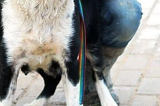 AISZA sunia o pięknej duszy- szuka domu na zawsze,
