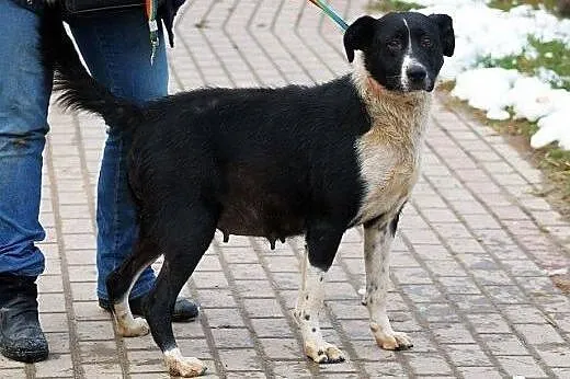 AISZA sunia o pięknej duszy- szuka domu na zawsze,