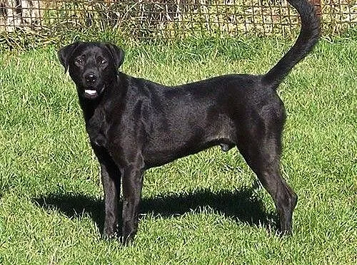 Silver piękny labek wciąż bezdomny, Labrador retr
