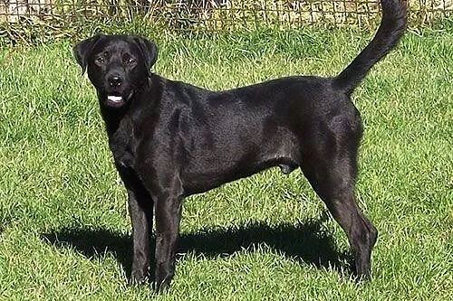 Silver piękny labek wciąż bezdomny,  Labrador retr