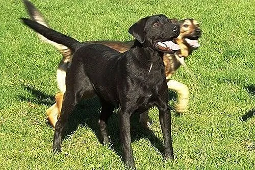 Silver piękny labek wciąż bezdomny,  Labrador retr
